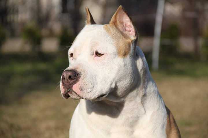 Fifi White Fortuna Grand Imperial