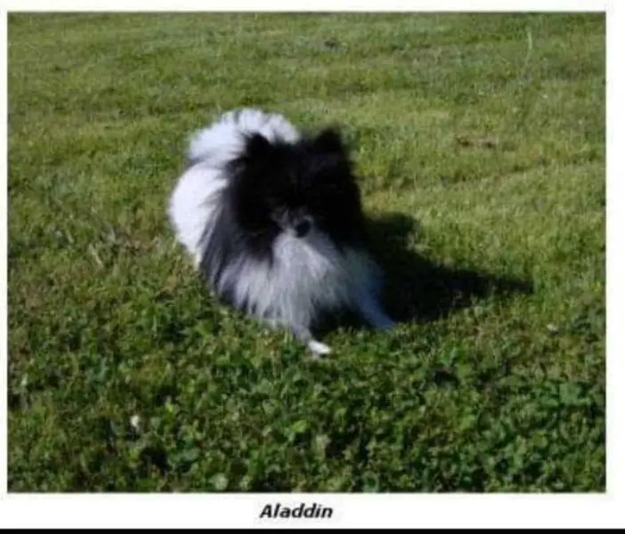 Alden's Black Satin Coded Parti