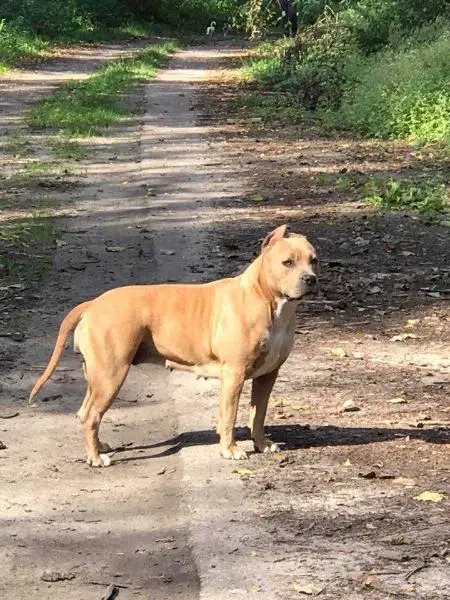 Gang-Staff FURORA FASTUS