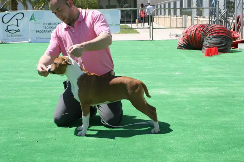 Truelovestaff Bachata