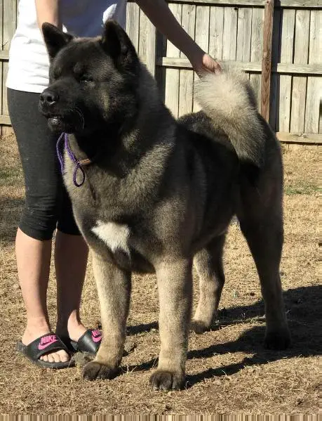 Sovereign's Gently Weeps