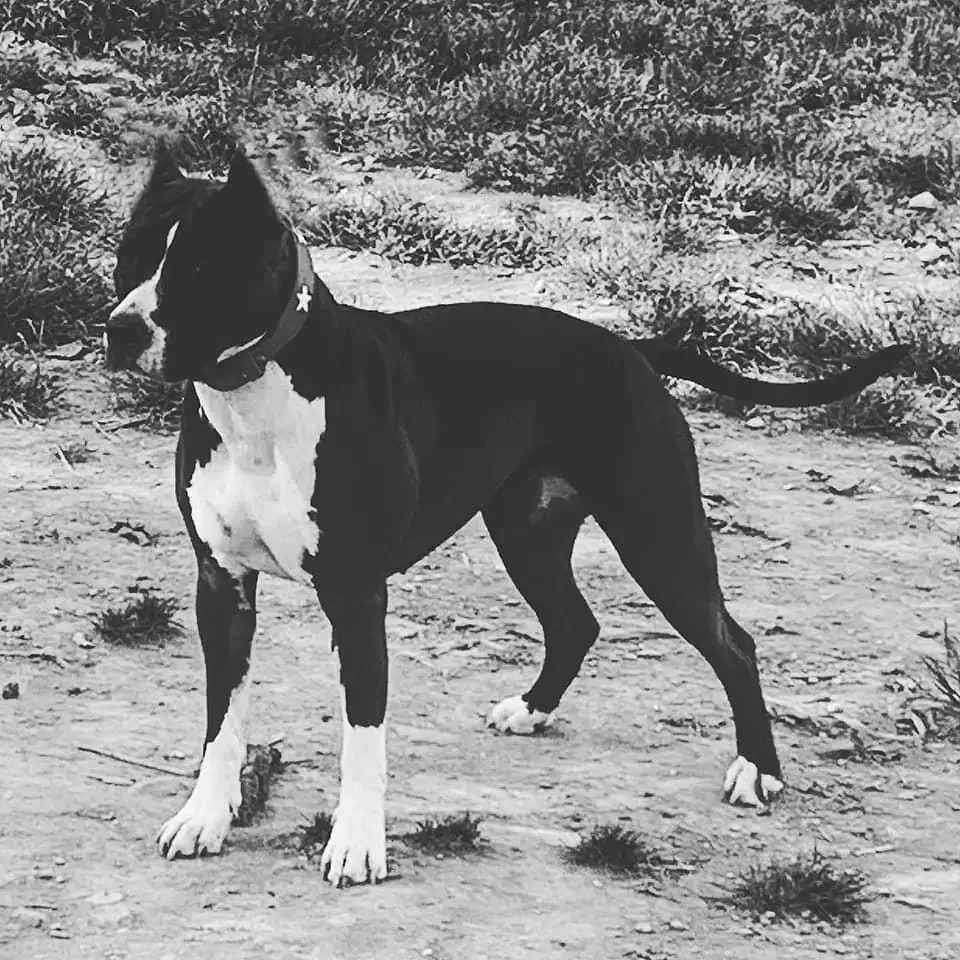 Golden Kyon Nocciola