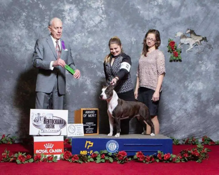 AKC GCH CH; CIB; GCH.RO,AL,MD; CH.PL,RO,MNE,KOS,AL,MD LBK’s Gone Rogue with Aiyana