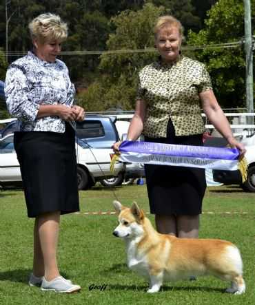 Bojojamile Braveheart (nbt)