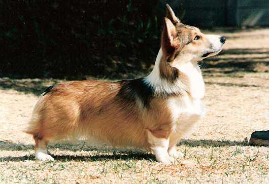 Highleigh Cover Girl "Steffi"