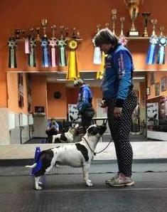 JCH RUS,CH RUS,CH RKF,JCH BLR,JGRAND CH BLR,CH BLR,CH LVA ZHELTAY RAPSODY POSEYDON