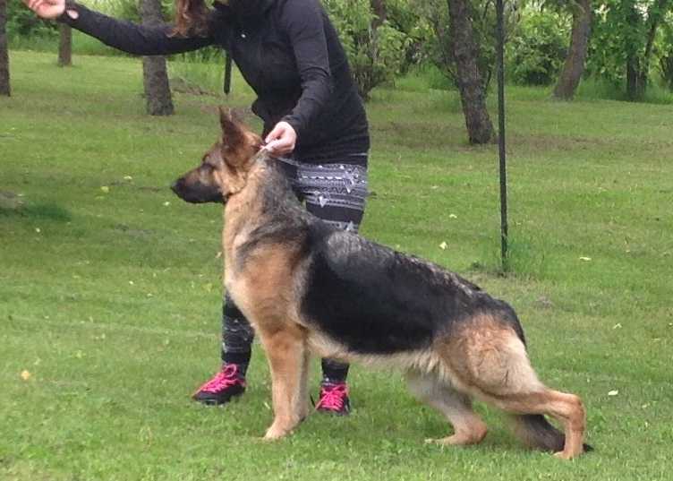 R.O.'s Fantasia V Kenlyn