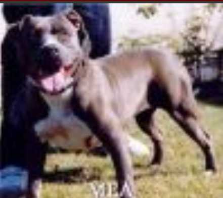 ROYAL BLUE GEN'S MIAH