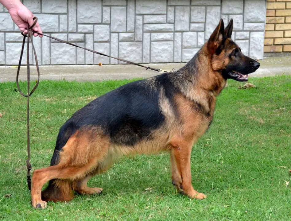 Chila von der Maksimmus box