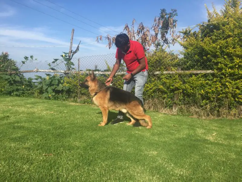 V5 Goldenfarm's Victor