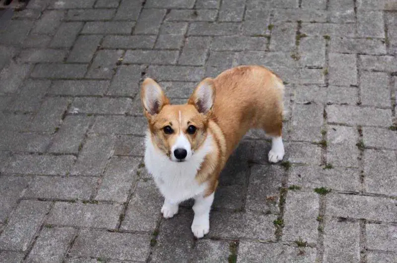 Corwen's Farmhouse Nolly