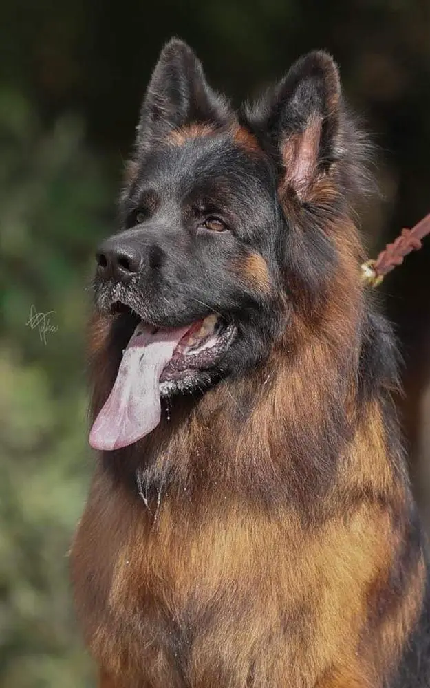 Yanto vom Coburger Rosengarten