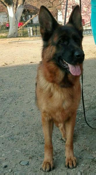 Zitta vom Platanshof