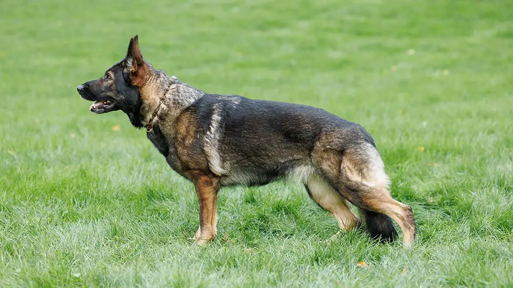 V UCH HAM Hustle vom Haus Tyson