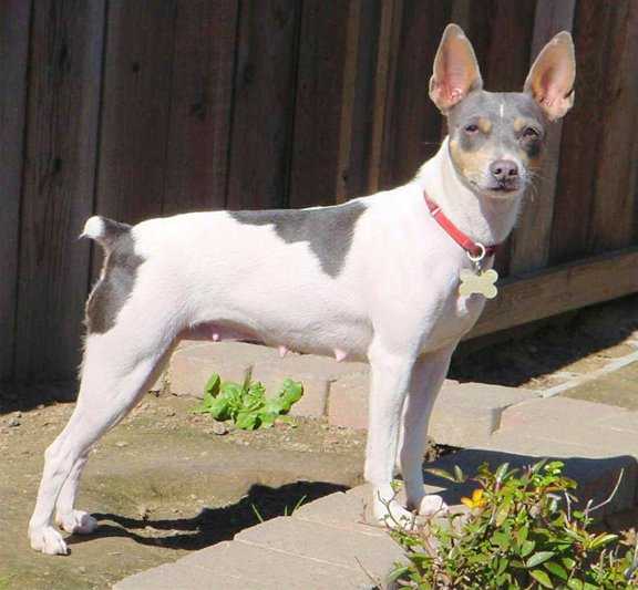 CH Cal Val Blue Suede Chews