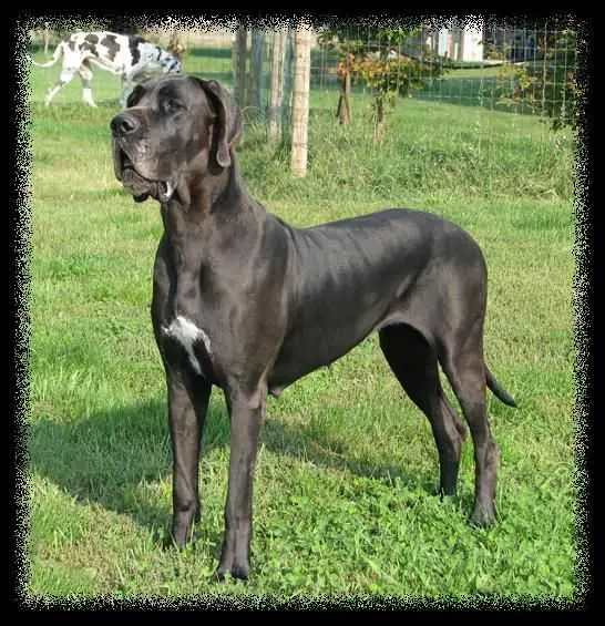 Borome Du Domaine De L'Ange Noir