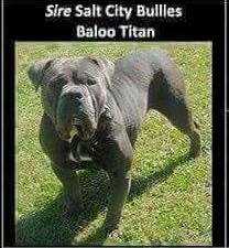 Salt City Bullies Baloo Titan