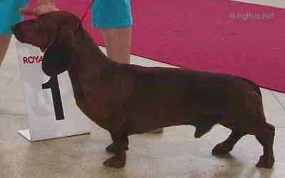 ALEKS LAKSAR YUPITER