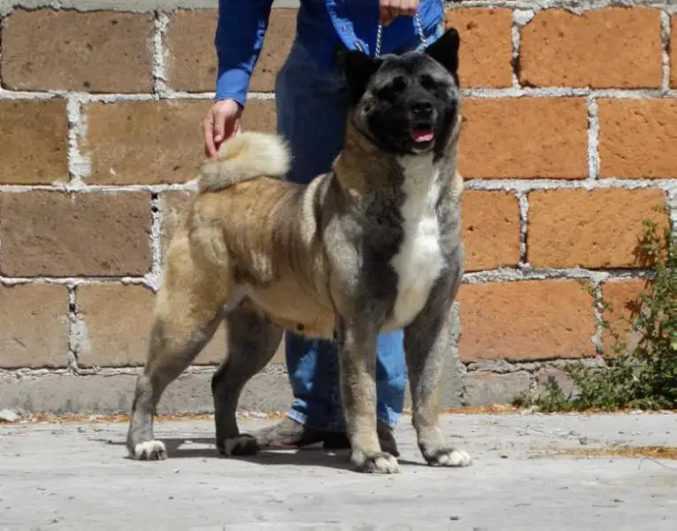 Troya