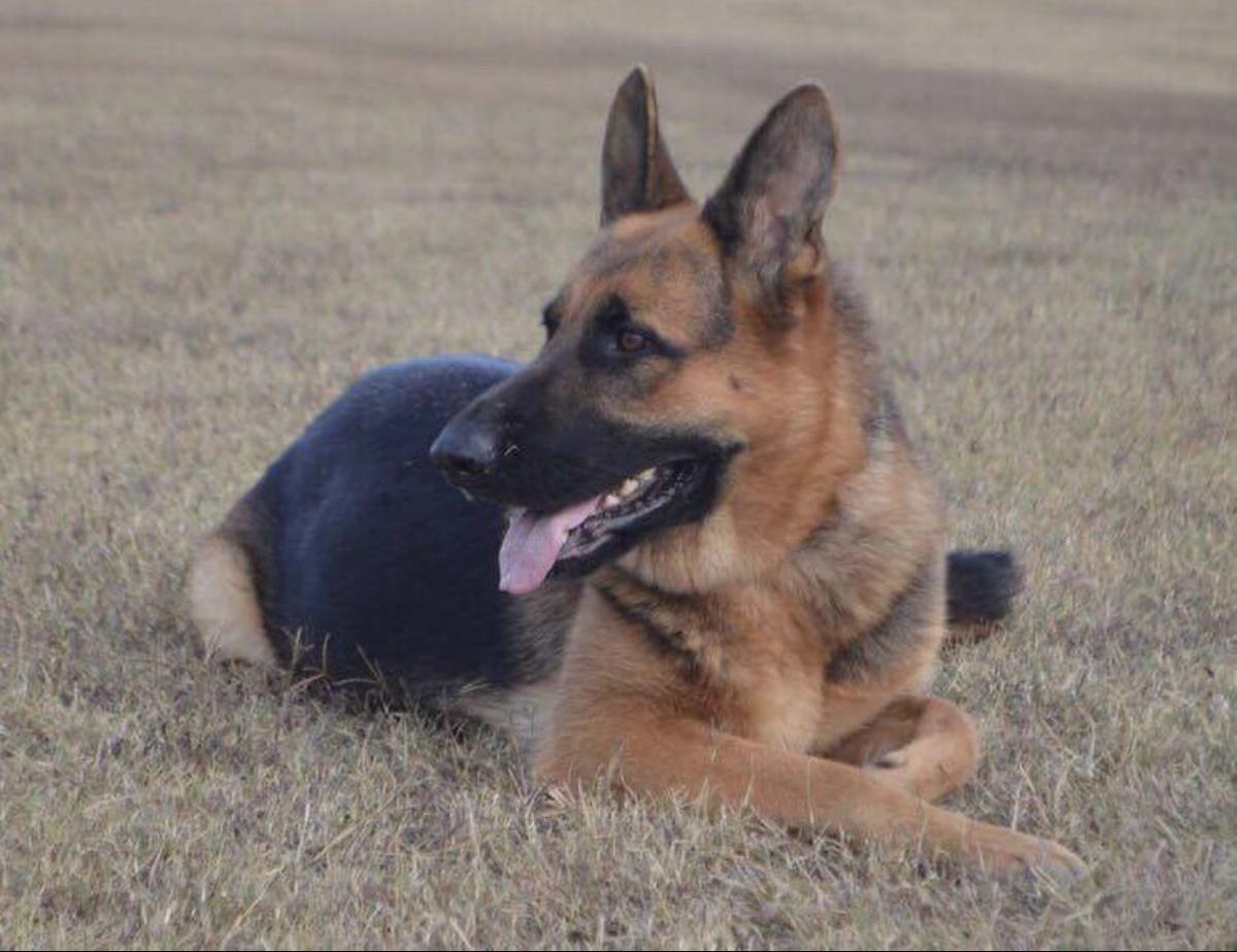 Appleridge Perfect Rocco Rose