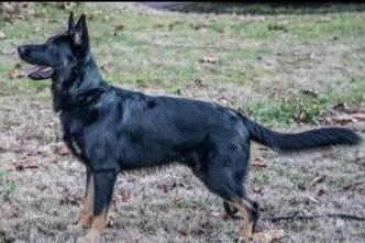 Davidson Von Der Buck