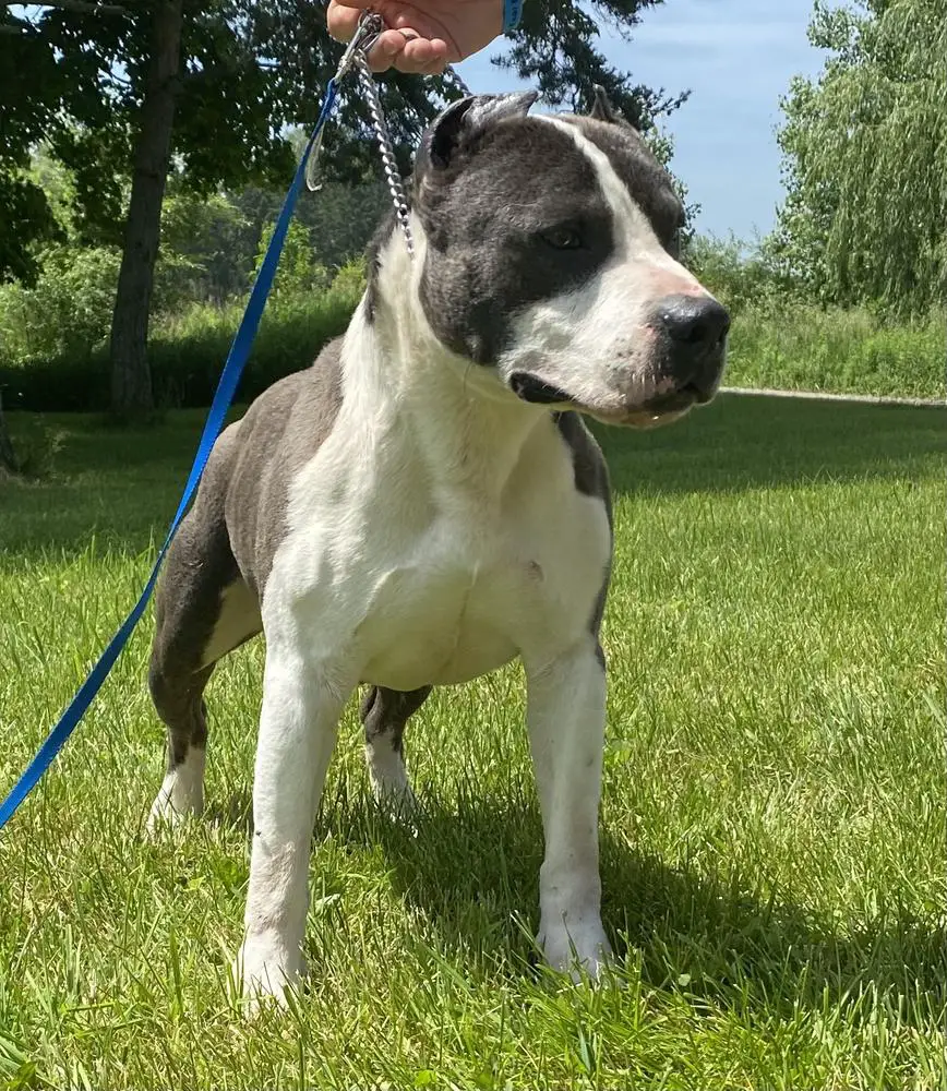 Maximiliano el Grande (Sanchez)