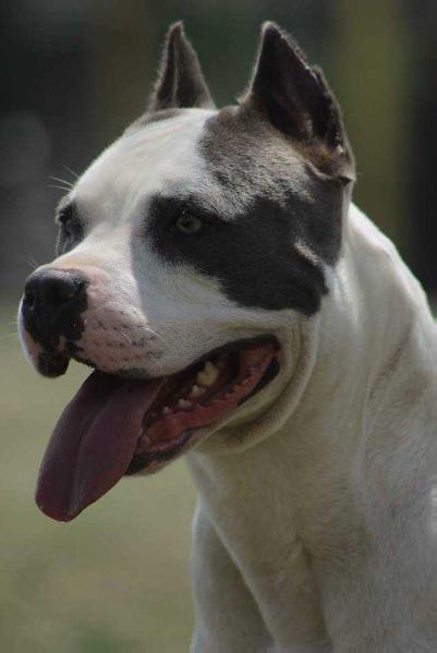 Gaca Von House Bajic