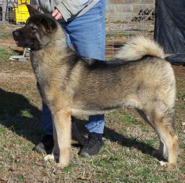 UKC CH Luck's ArcAngl Gabriel