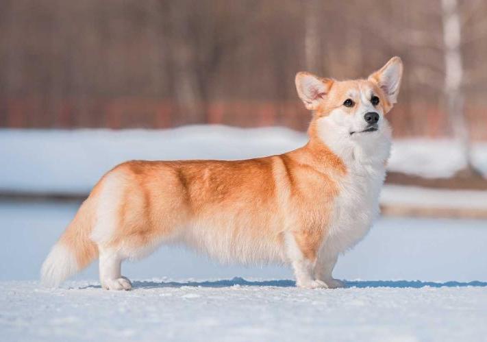 Ch RUS ICE GUARD MILA KATRIN DALIDA