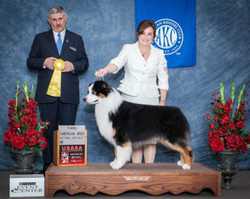 AKC CH Cedar Hill Memo's Mafia