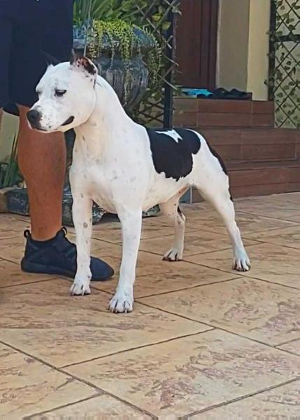 Bijou Bijou Invictus BullPrint