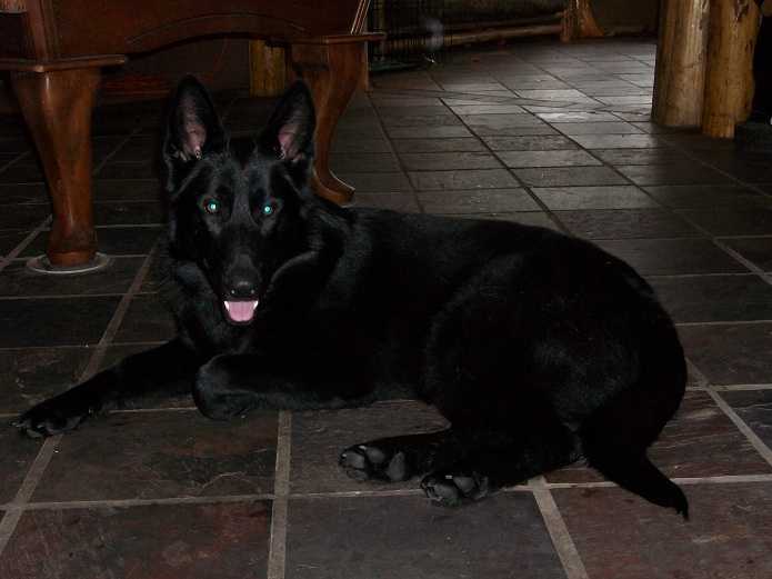 Browning's Thunder Rose