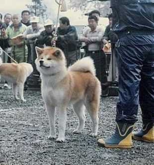 Ran Go Tamashima Haradasou