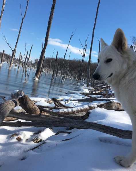 White Wolf Petrichor