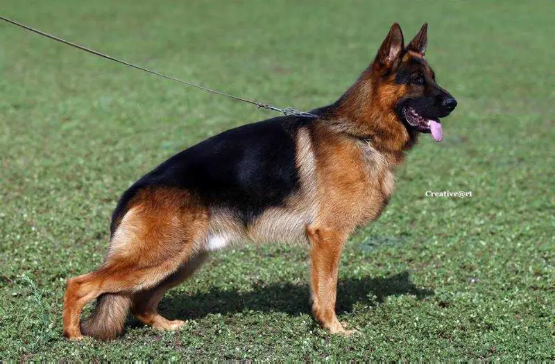 SG20 BSZS JHKR 2018 Barus von Pallas Athene