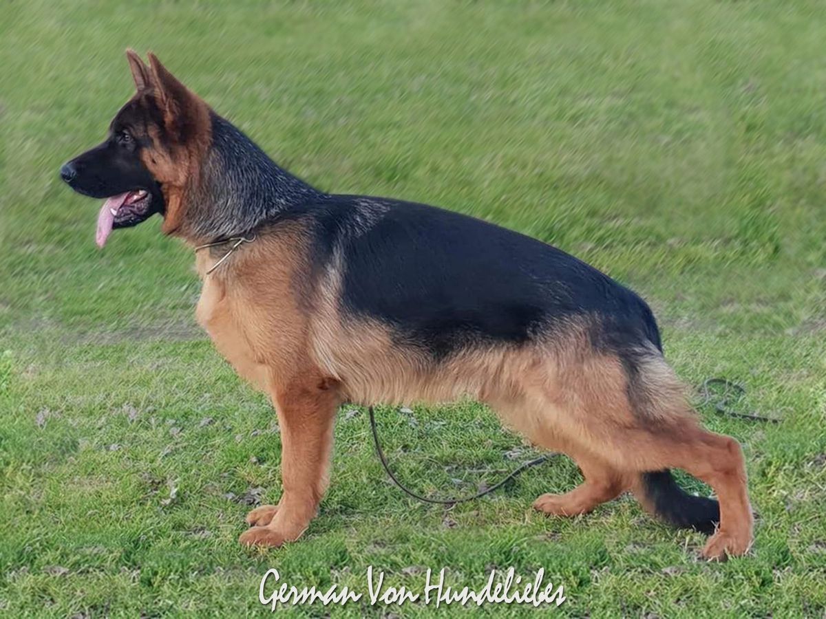 German Von Hundeliebes