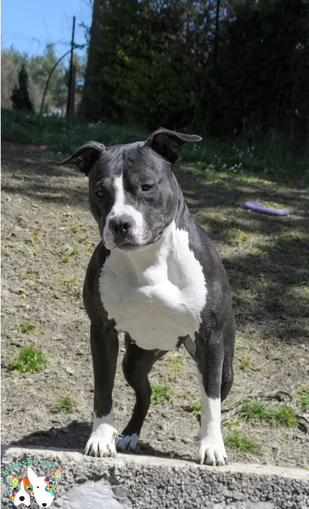 Piai Black Passion Power Of Prince