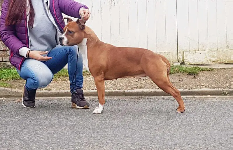 Nakamura Street Legend Staff