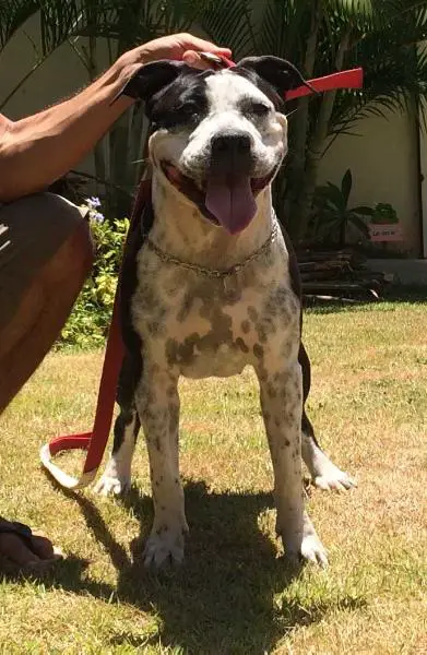Anita Baker Do Paranhos Amstaff