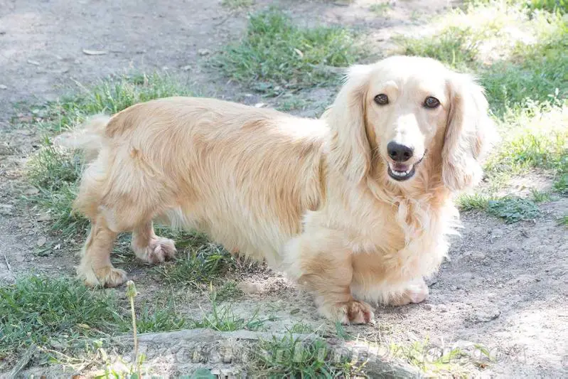 Verde Hills Eddie Spaghetti MLB