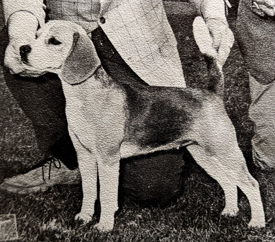 CH Draper's Lemon Drop Daisy Mae