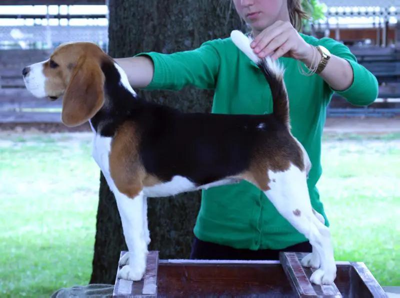 GCH Glade Mill Rose De France