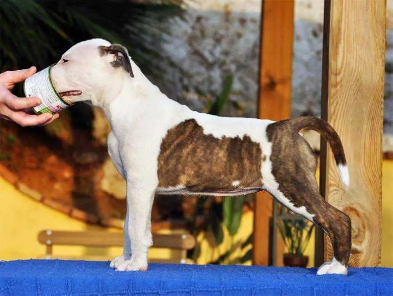 Rebel And Proud Vegas Livin' In Me