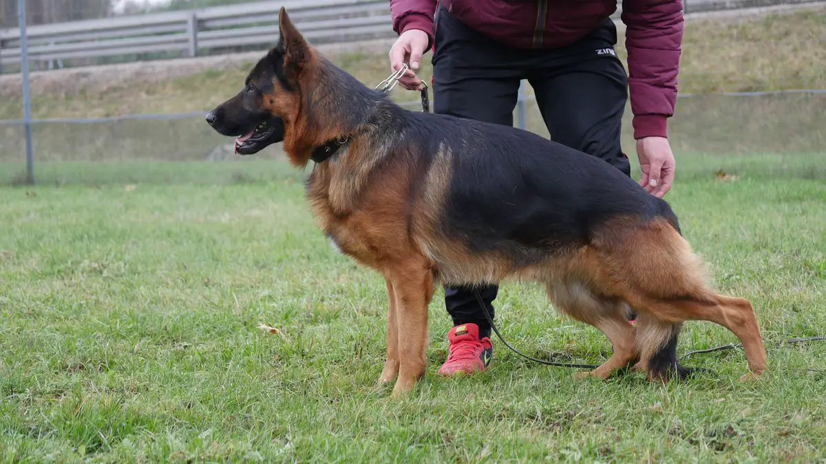 Lubinski - Pigino in Argento 925 Cane da Caccia