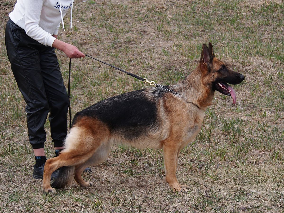 Dortonion Zheronni