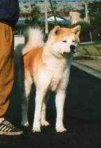 Daimon Go Shikoku Mori