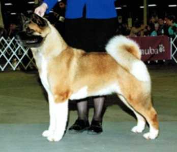 AKC CH Crown Royals Great Ball Of Fire