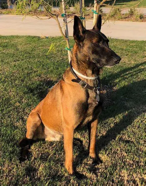 Steel Paws Braxton Hammer