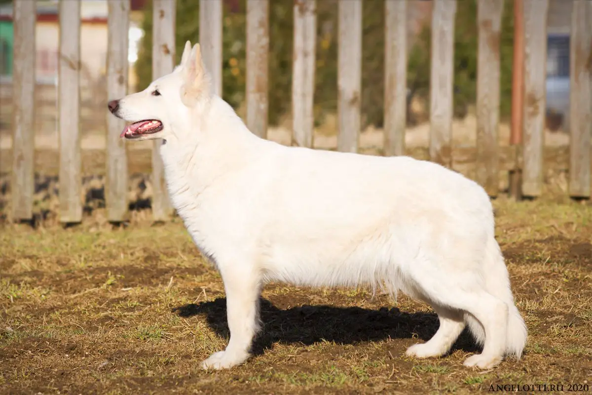 Legenda Aurea of Angelotti