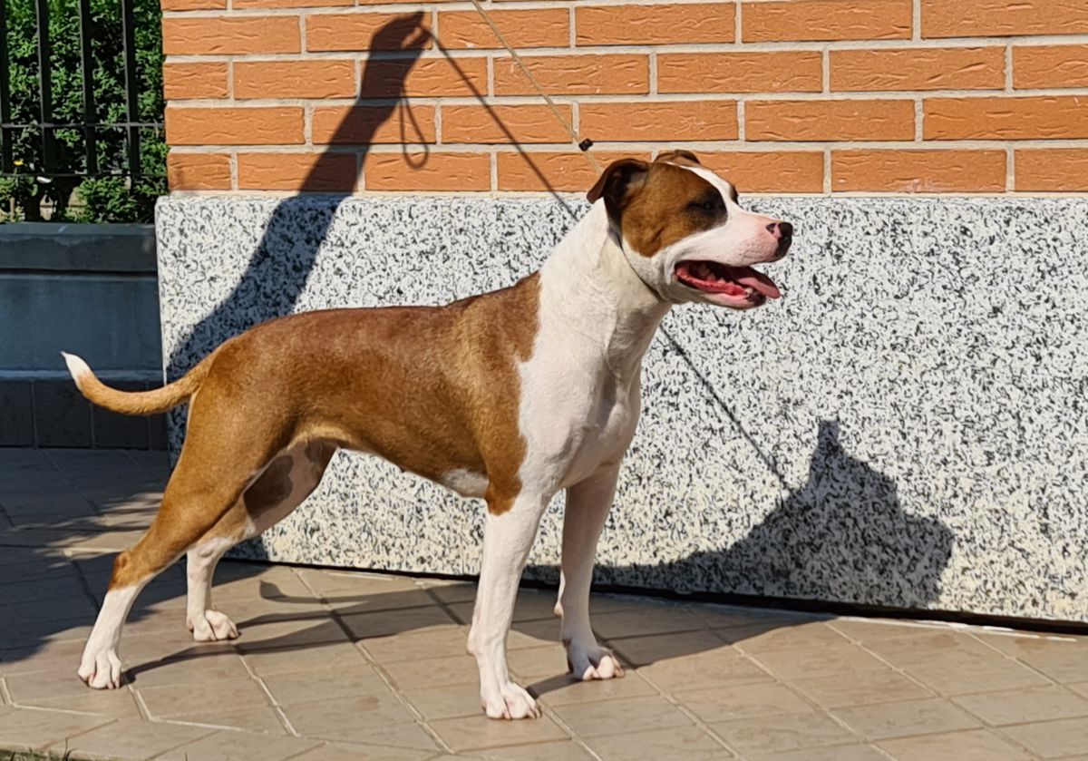 Red Sparrow De Paco of Happy Rascals